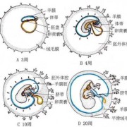 脐带属于胎膜吗,胎儿胎膜胎盘示意图