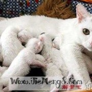 孕期梦到猫（孕期梦到猫是男孩还是女孩）