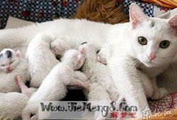 孕期梦到猫（孕期梦到猫是男孩还是女孩）