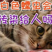 为什么怀孕以后会有白色的东西,孕期白色分泌物像浆糊