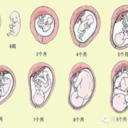 孕期生理（孕期生理）