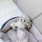 孕期贵宾犬（贵宾犬孕期多长时间）