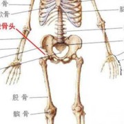 胎儿股骨是哪里（胎儿股骨是哪里的骨头）