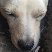 狗鼻子发干怎么回事,孕期鼻子干燥出血怎么解决