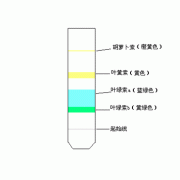 丙酮对胎儿（丙酮对胎儿有影响吗）