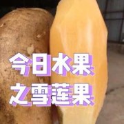 雪莲果孕妇可以吃吗,孕期可以吃雪莲果吗早期