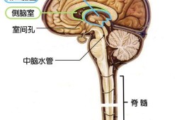胎儿侧脑室后角（胎儿侧脑室后角）