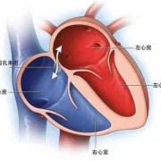 男胎儿有卵圆孔吗（男胎儿有卵圆孔吗图片）