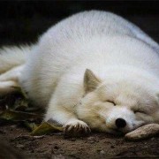 狐狸一公一母可以繁殖几个小时,狐狸孕期多长时间