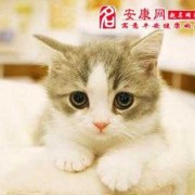 孕期做梦梦见猫（孕期做梦梦见猫啥意思?）