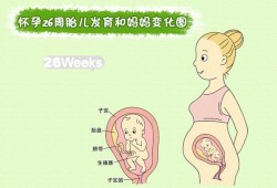 26周胎儿脐绕颈一周怎么办才好呢,怀孕26周的胎儿图片