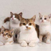 猫咪怀孕体重会增加多少正常,孕期增重过快怎么办