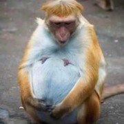 人类是世界上怀胎最久的生物吗,孕期最久的动物