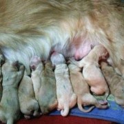 犬的孕期（狗狗怀小狗最多需要几个月）