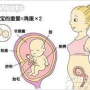 孕14周子宫在哪个位置？怀孕早期要注意什么事项呀,怀孕14周胎儿在哪个位置图