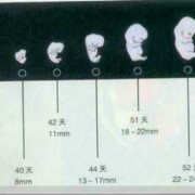 孕期胎儿十月发育过程图（怀孕1-40周胎儿发育过程图）