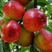 孕期能吃油桃吗（9个月孕妇可以吃桃子吗）