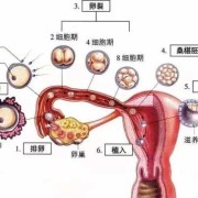 胎儿全或无（胎儿全或无是什么意思）