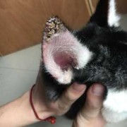 孕期耳朵痒是怎么回事（狗狗耳朵痒）