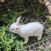 孕七个月早产胎儿能存活吗（兔子早产小兔能存活吗）