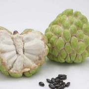 1岁宝宝可以吃番荔枝吗,怀孕吃荔枝对胎儿好吗有影响吗