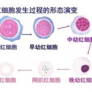 母血中找胎儿红细胞（母血中找胎儿红细胞0.1%是怎么回事）