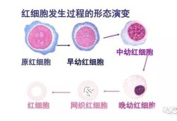 母血中找胎儿红细胞（母血中找胎儿红细胞0.1%是怎么回事）