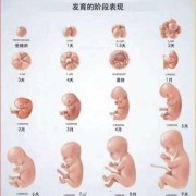 怀孕二十七周胎儿发育情况（怀孕二十七周胎儿发育情况如何）
