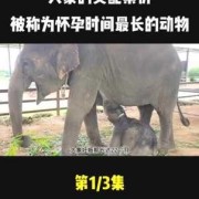 孕期最长的哺乳动物（孕期最长的哺乳动物是什么）