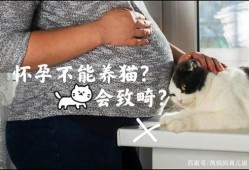 未婚养猫影响生育吗,怀孕和备孕期间可以养猫吗