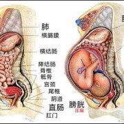 孕期胃变化（孕期胃的变化）