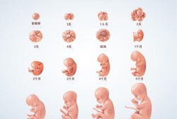 胎儿生长发育过程（胎儿生长发育过程图）