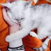 孕期梦到猫（孕期梦到猫是男孩还是女孩）