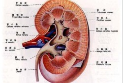 肾窦分离是什么意思,胎儿双肾窦分离是什么意思啊