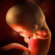 15周的胎儿图片（15周的胎儿图片实图）