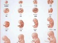 胎儿几周算足月（胎儿几周算足月生产）
