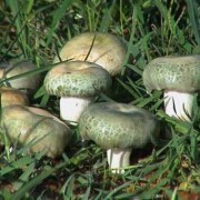 孕期吃蘑菇好吗（怀孕能吃野生菌吗）