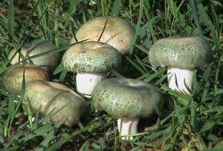 孕期吃蘑菇好吗（怀孕能吃野生菌吗）