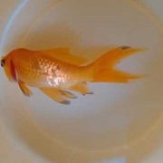孕期嘴唇发黑（家养金鱼嘴发黑是什么病）