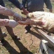 母羊产死羔的原因,胎儿死在肚子里是什么原因