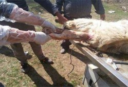母羊产死羔的原因,胎儿死在肚子里是什么原因