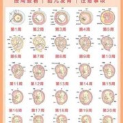 孕期各周变化（孕期周变化表）