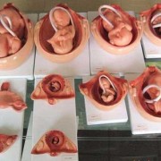 孕期胚胎图（8个月的宝宝在肚子里长啥样）