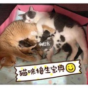 我家猫在生孩子怎么处理,猫咪孕期注意事项有哪些