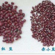 孕期吃红小豆（怀孕可以吃黑豆，红豆吗）