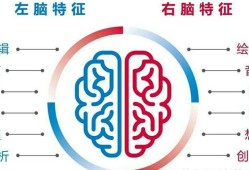 左脑跟右脑区别,胎儿胼胝体缺失是什么意思