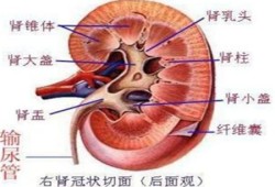 双侧肾盂什么意思,胎儿双肾盂分离是什么意思