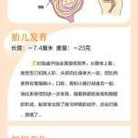 怀孕11周胎儿多大（怀孕11周了头臀径大概多少是正常的）