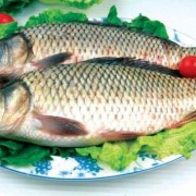 孕期可以吃鲤鱼吗（鲤鱼吃了有什么好处和坏处）
