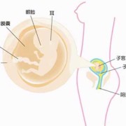胎儿胰腺（胎儿胰腺什么时候发育）